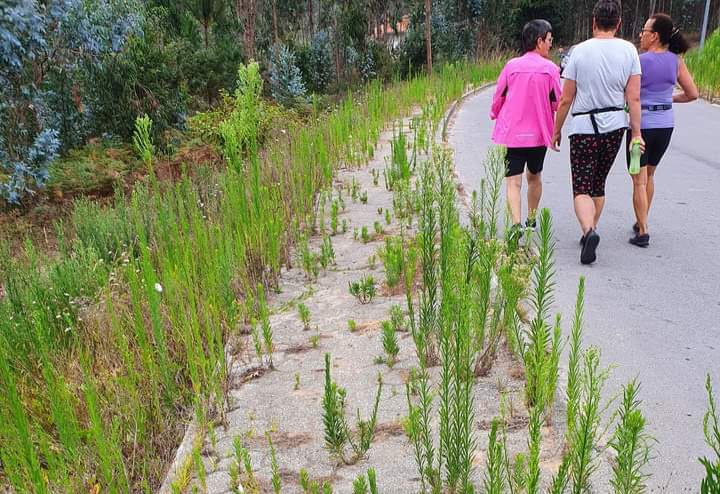 Limpeza urbana anda pelas "ruas da amargura"