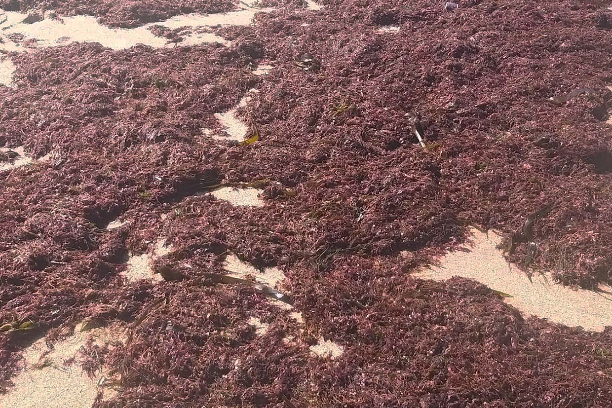 Valorizar o sargaço como recurso útil na agricultura