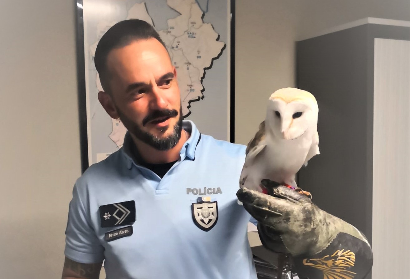 PSP restitui coruja ao proprietário