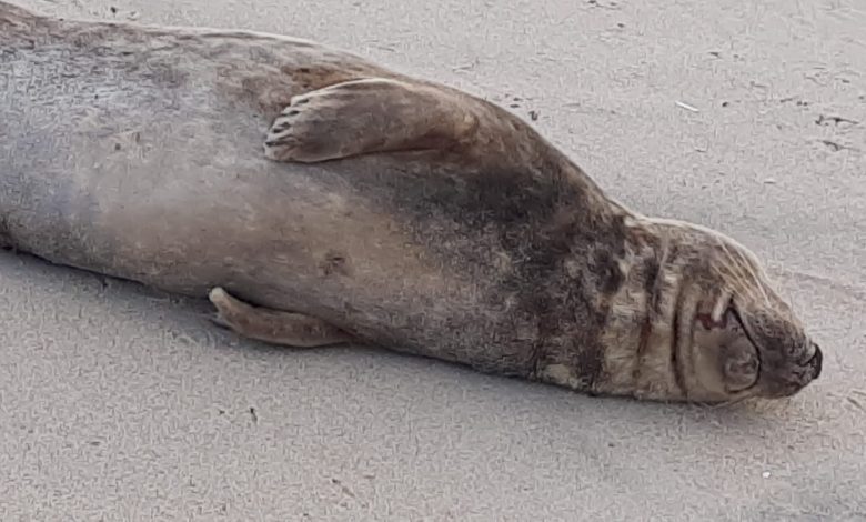Foca resgatada com vida na praia de Esmoriz Foca resgatada com vida na praia de Esmoriz