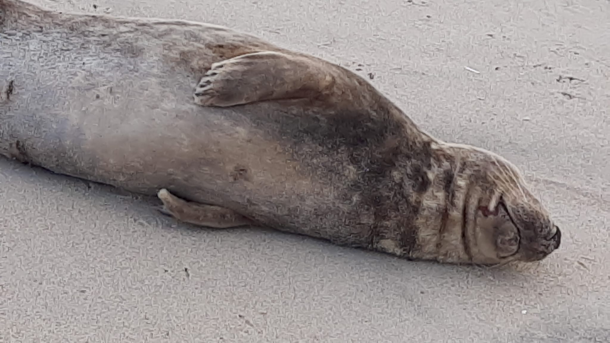 Foca resgatada com vida na praia de Esmoriz
