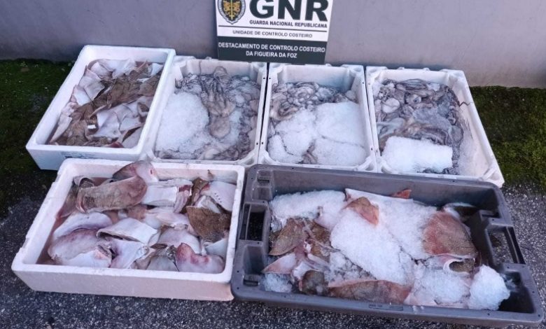 Apreensão de 76 quilos de pescado de raia curva e polvo subdimensionado Apreensão de 76 quilos de pescado de raia curva e polvo subdimensionado