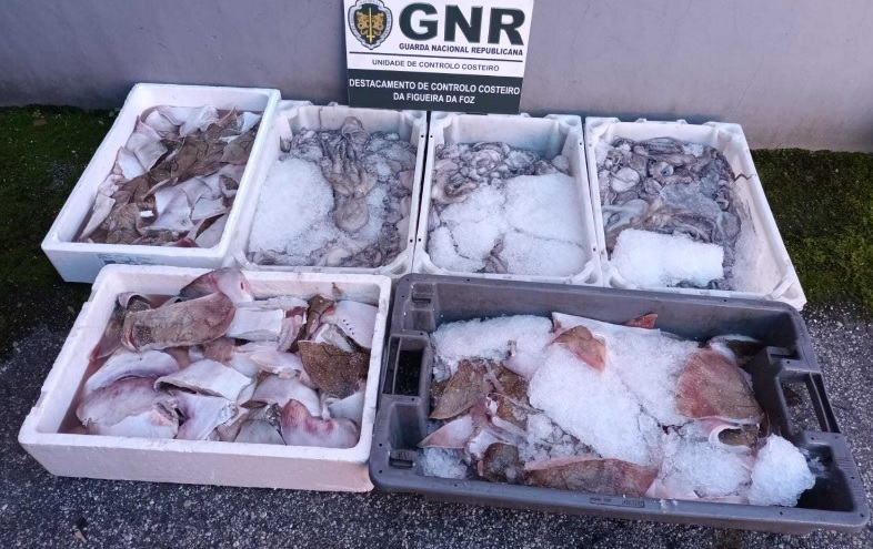 Apreensão de 76 quilos de pescado de raia curva e polvo subdimensionado