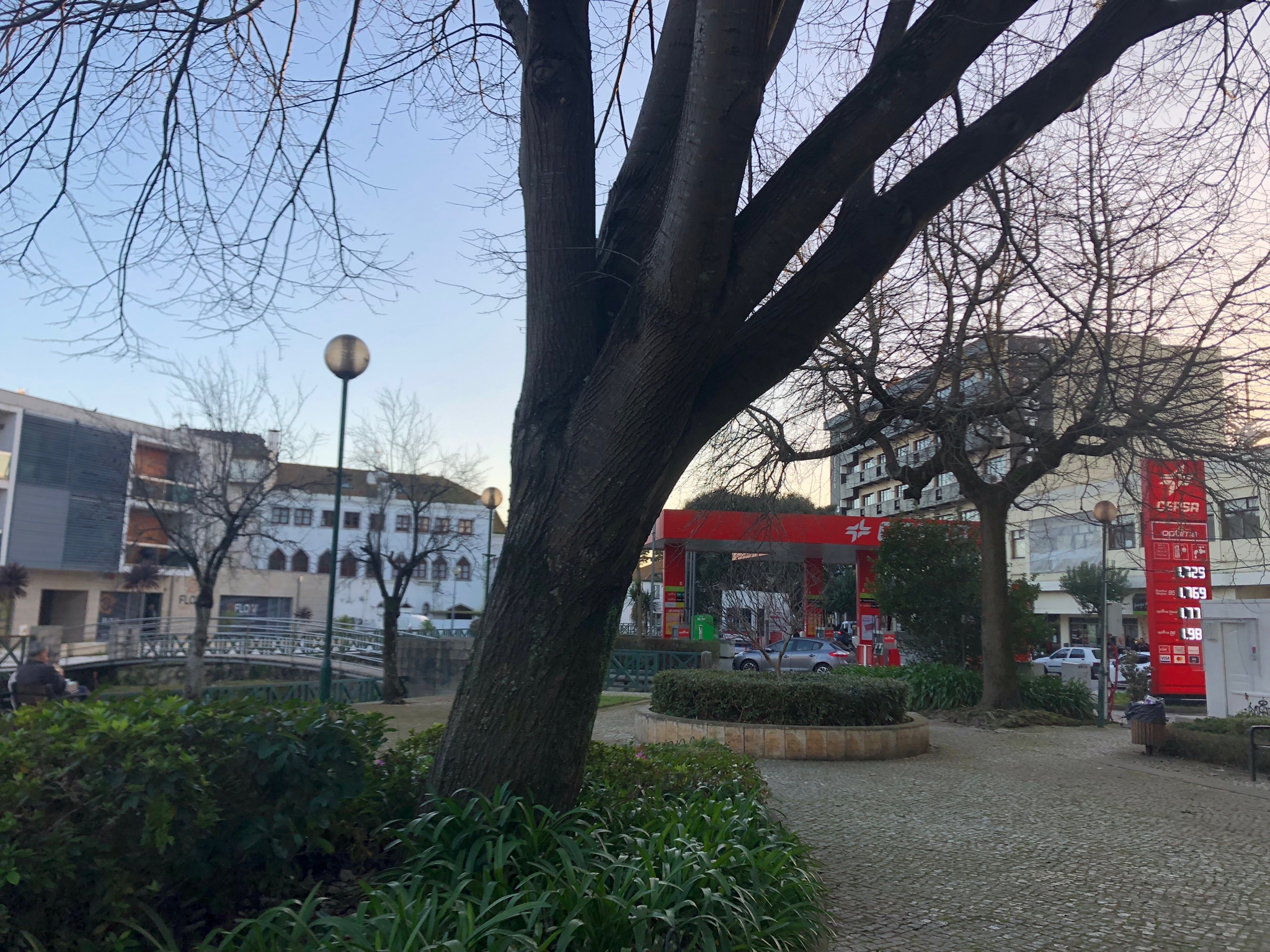 M2030 preocupado com árvore do Jardim do Cáster