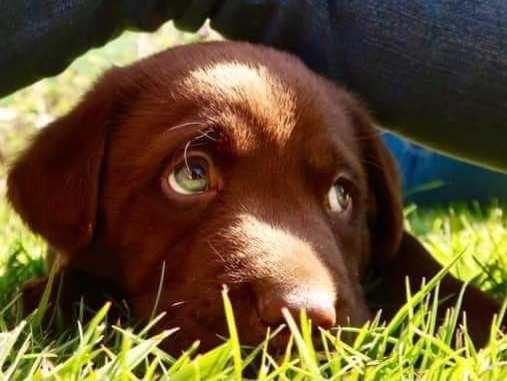 GNR apreendeu armas a homem suspeito de matar cão GNR apreendeu armas a homem suspeito de matar cão