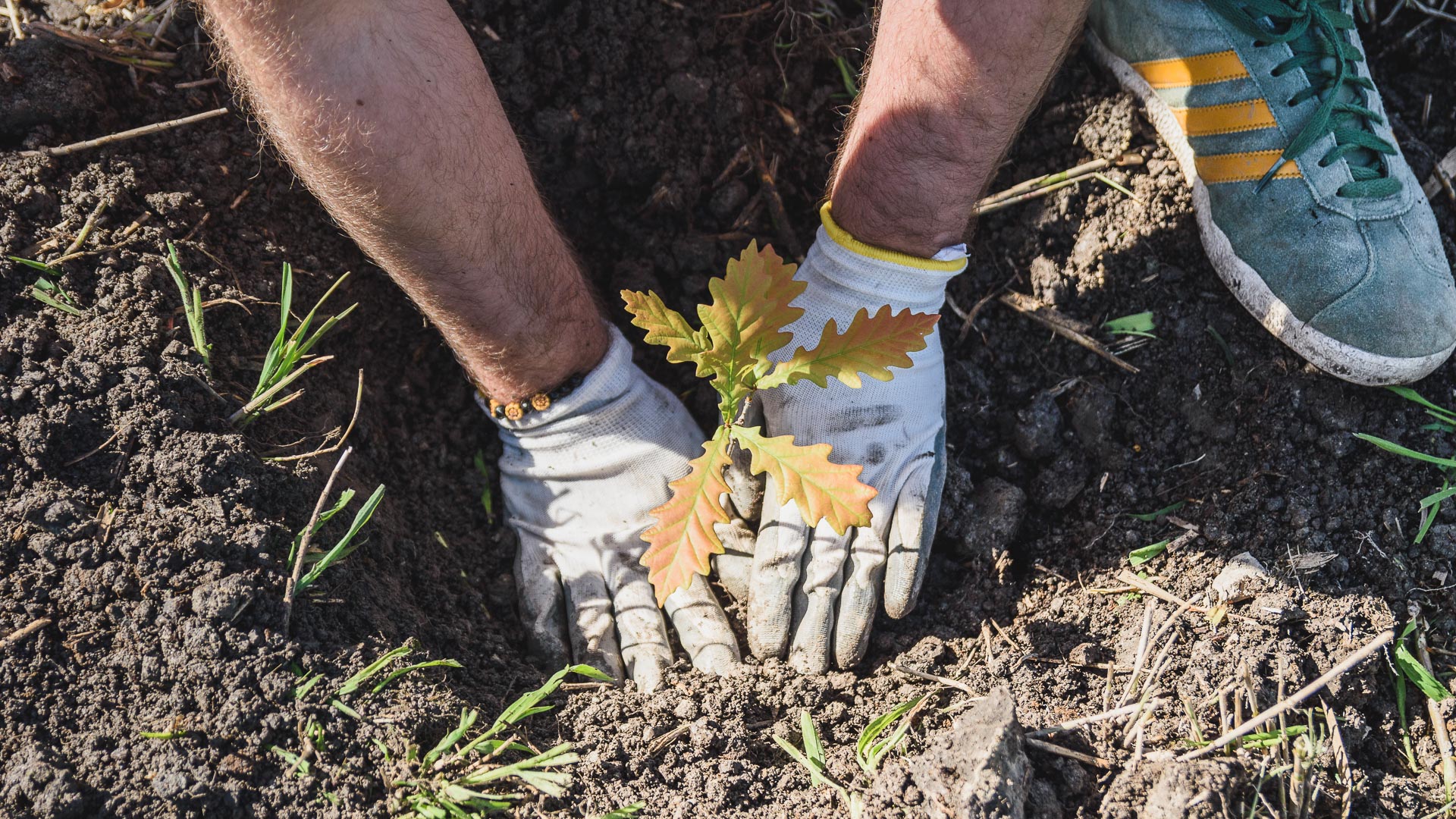 Plantar o Futuro faz nascer mais mil árvores em Estarreja