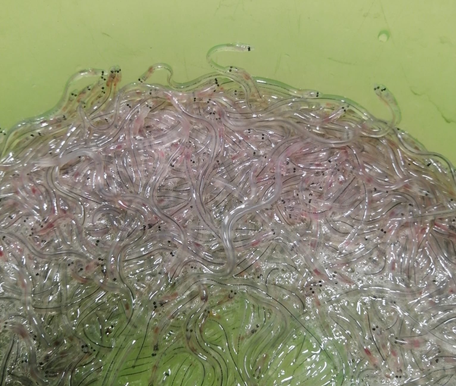 Esmoriz: Polícia Marítima apreende 900 gramas de meixão na Barrinha