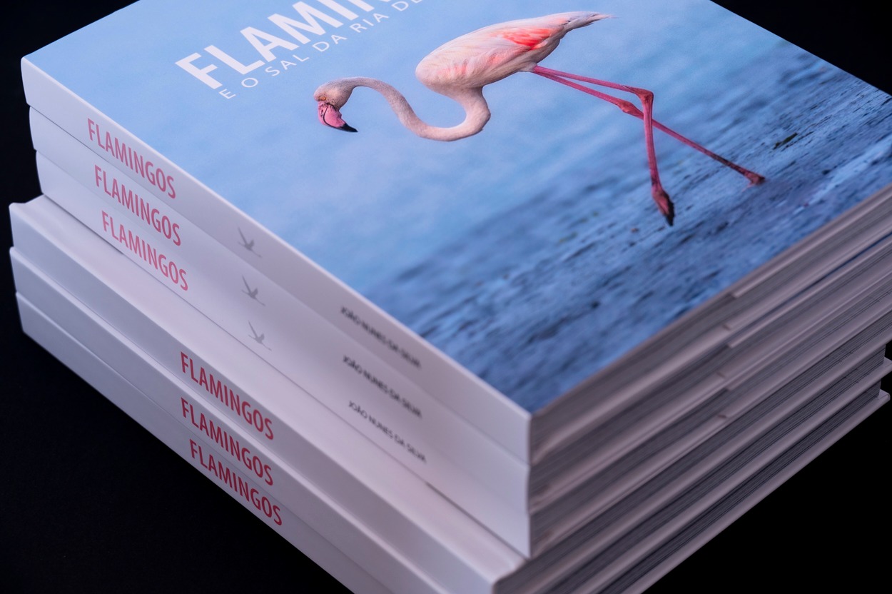 "Os Flamingos e o Sal da Ria" em lançamento