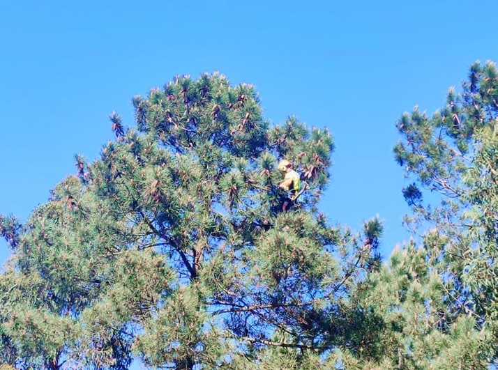O gato Gaspar foi salvo ao quarto dia em cima de um pinheiro de sete metros