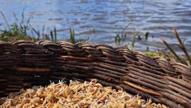 Arroz: Semear, plantar, mondar, colher e… provar!