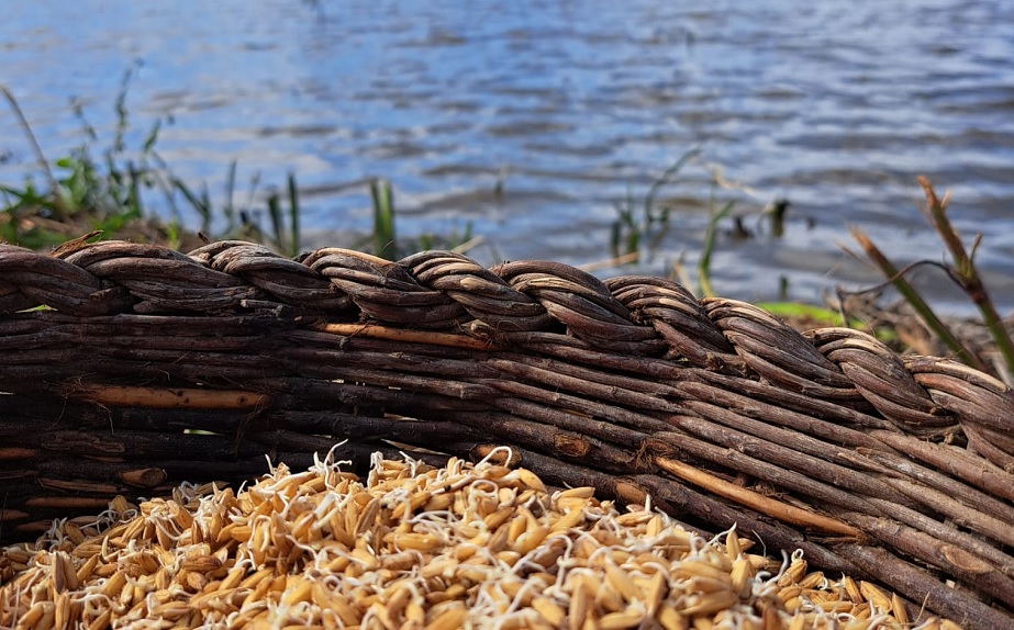 Arroz: Semear, plantar, mondar, colher e… provar!