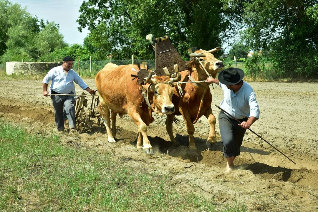 Recriando o "Ciclo do Milho" como manda a tradição
