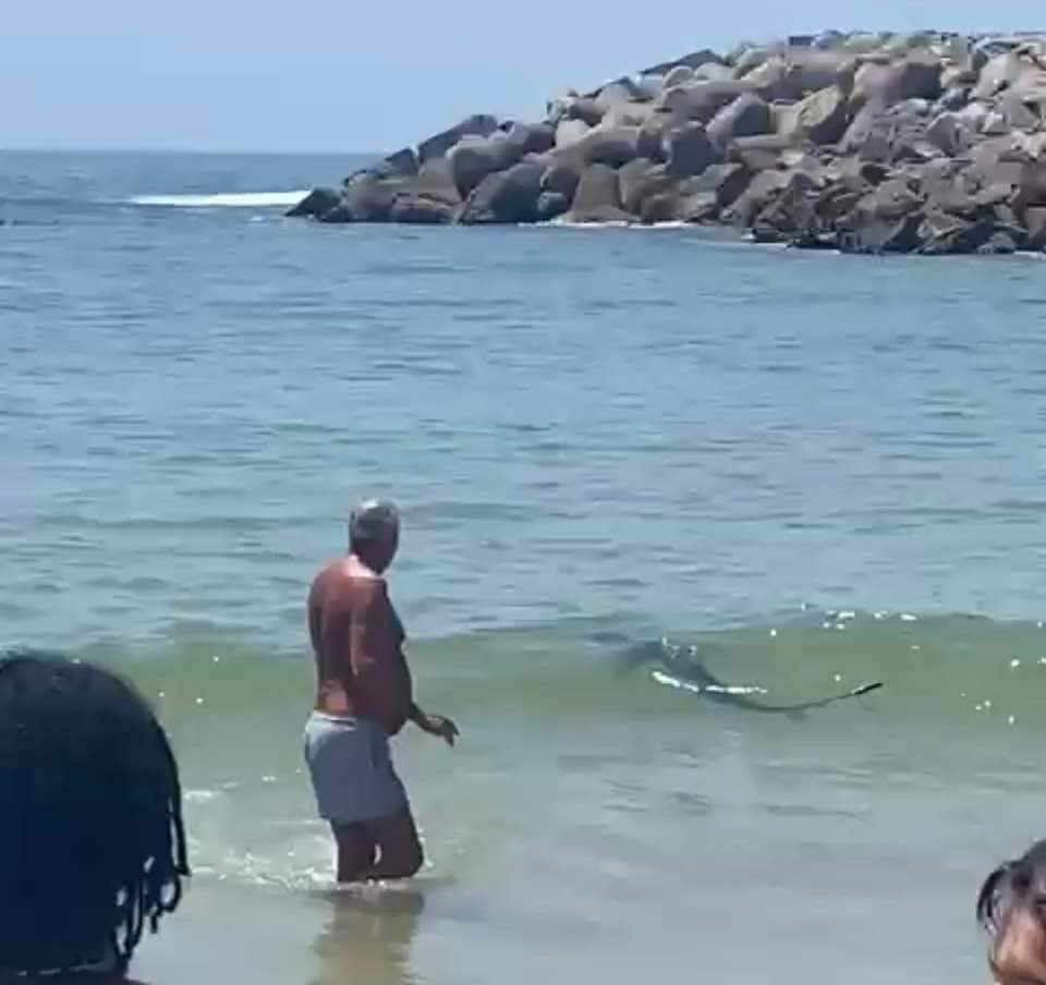 Pequeno tubarão avistado na praia de Espinho