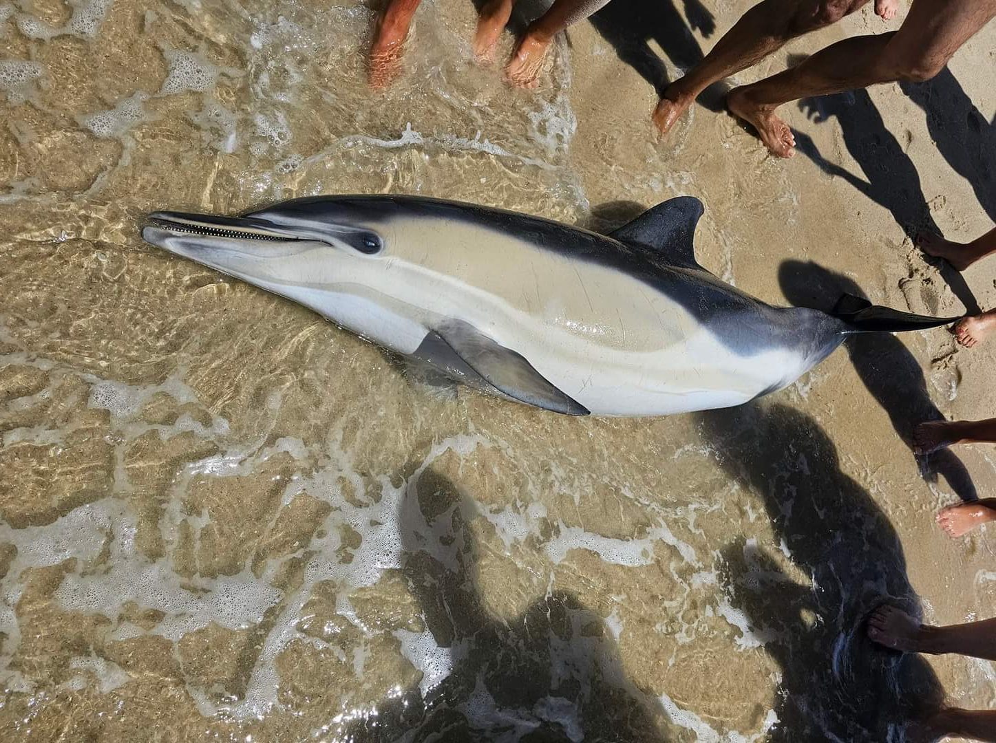 Golfinho dá à costa a norte do Furadouro