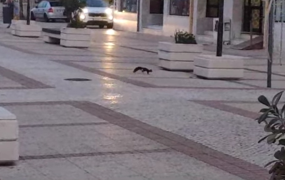 Esquilo apanhado a "passear" no Furadouro