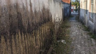 Educação ambiental vs herbicidas – Por Rafaela Santos