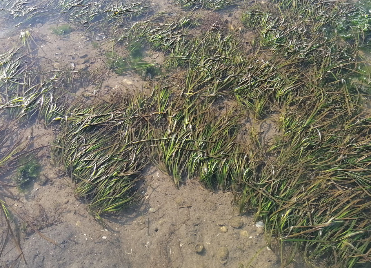 Bruxelas aprova repovoamento da Ria com "Zostera Marina"