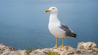 Gripe das aves detetada em gaivota recolhida na praia