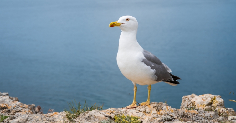 Gripe das aves detetada em gaivota recolhida na praia