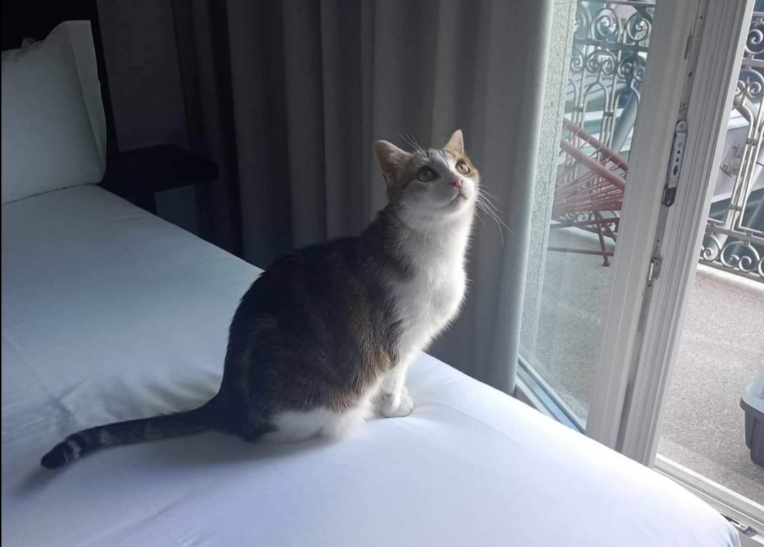 Gatos "perdidos" no aeroporto, afinal foram abandonados em Esmorizl