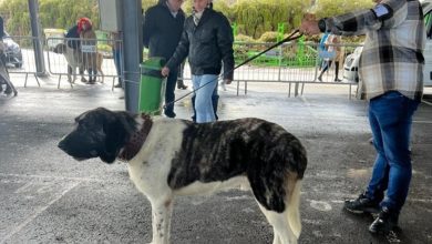 Campeão Nacional Canino “mora” no Furadouro
