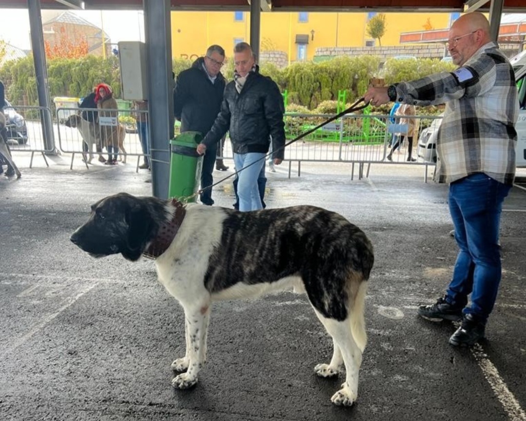 Campeão Nacional Canino "mora" no Furadouro
