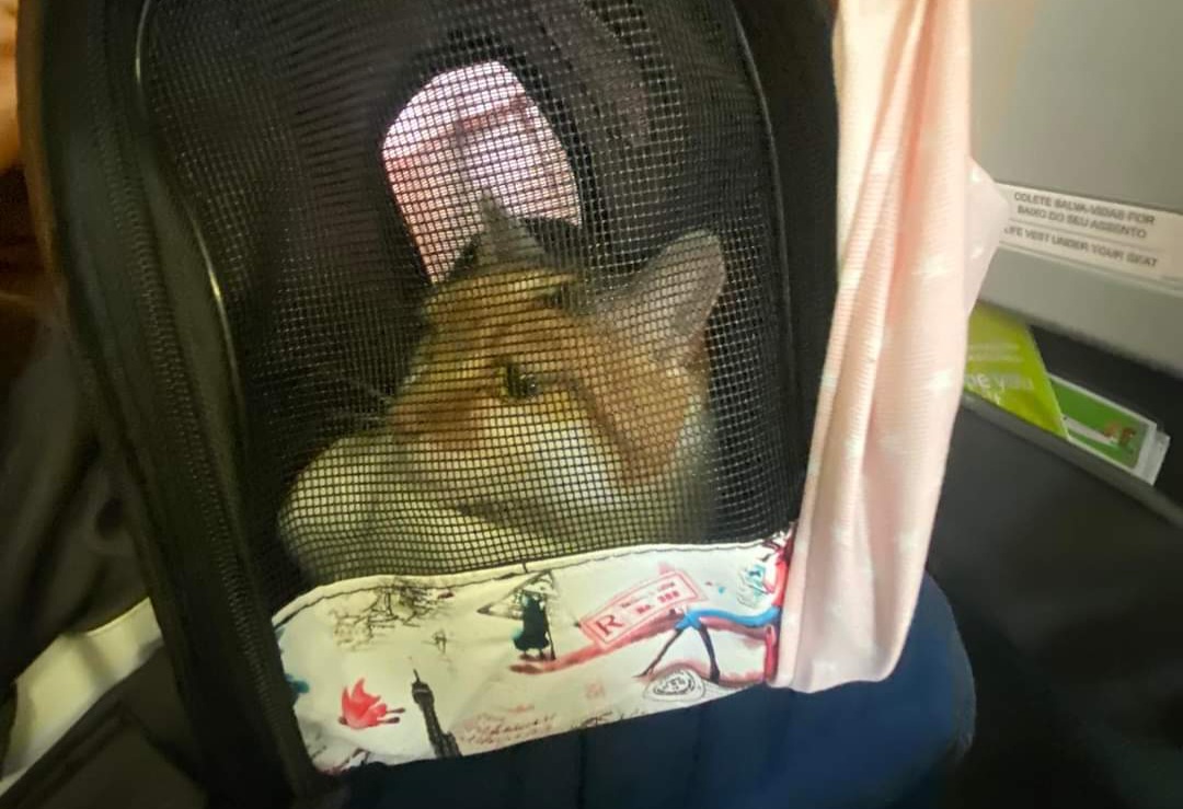 Três meses depois, gatos vão ao encontro da dona