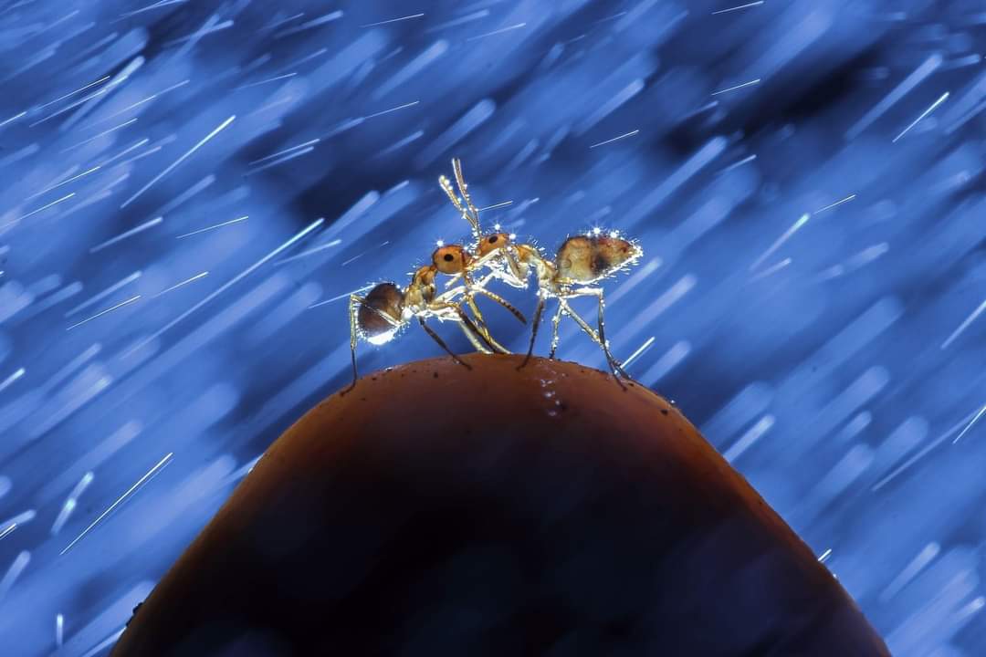 Amigos do Cáster: "E o vencedor é..."