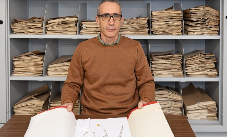 Investigadores da UA descobrem novas espécies de calêndula no norte de África Investigadores da UA descobrem novas espécies de calêndula no norte de África