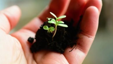 ‘Growshops’ em Ovar fomentam o cultivo doméstico