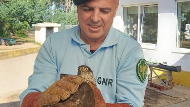 Crianças aplaudem libertação de gavião no Carregal