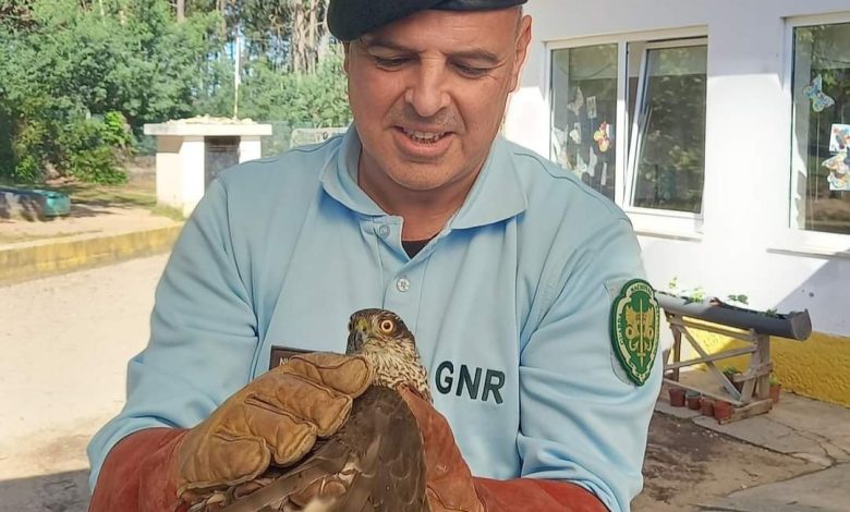 Crianças aplaudem libertação de gavião no Carregal Crianças aplaudem libertação de gavião no Carregal