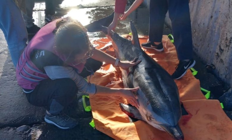 Golfinho ferido resgatado na Ria Golfinho ferido resgatado na Ria