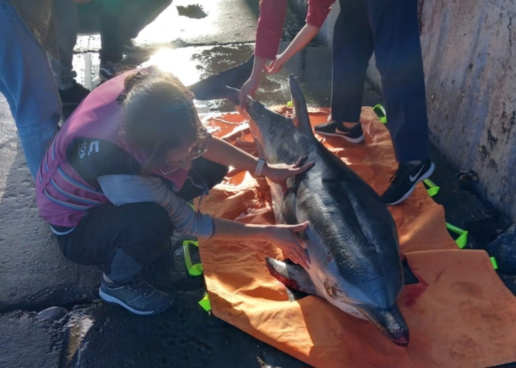 Golfinho ferido resgatado na Ria