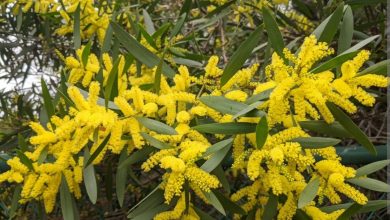 Workshop e visita de campo: controlo de invasoras lenhosas em pinhal