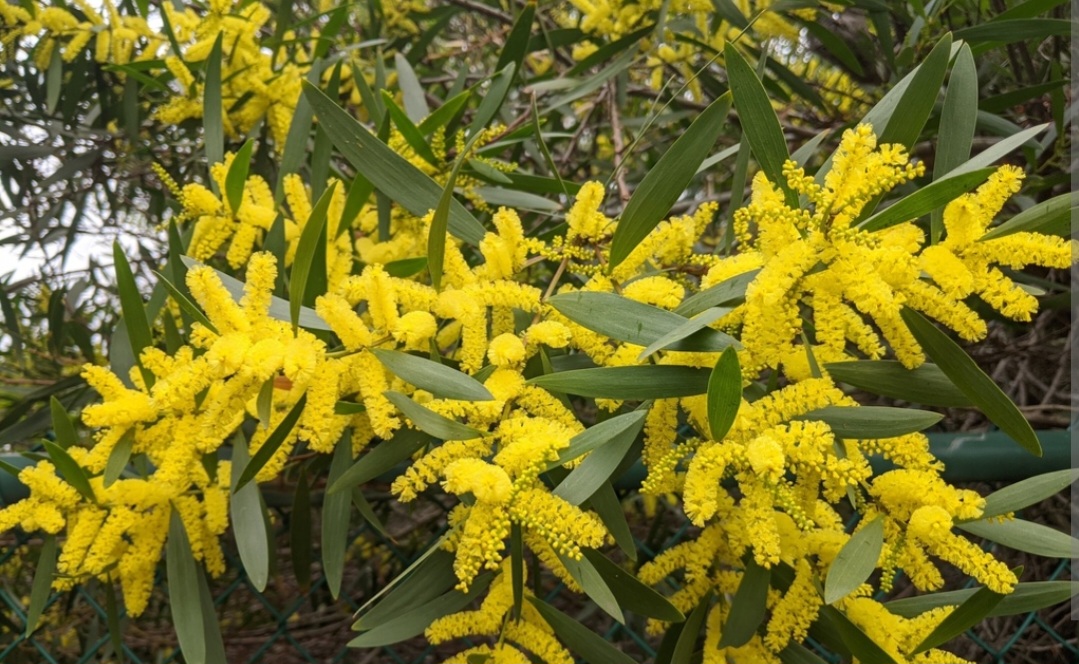 Workshop e visita de campo: controlo de invasoras lenhosas em pinhal