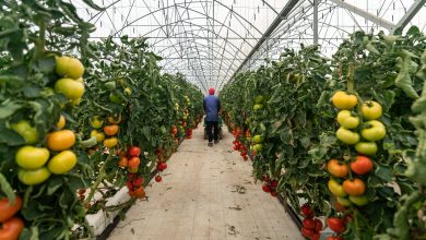 Mercadona aumenta em 49% o volume de compras a fornecedores nacionais em 2023