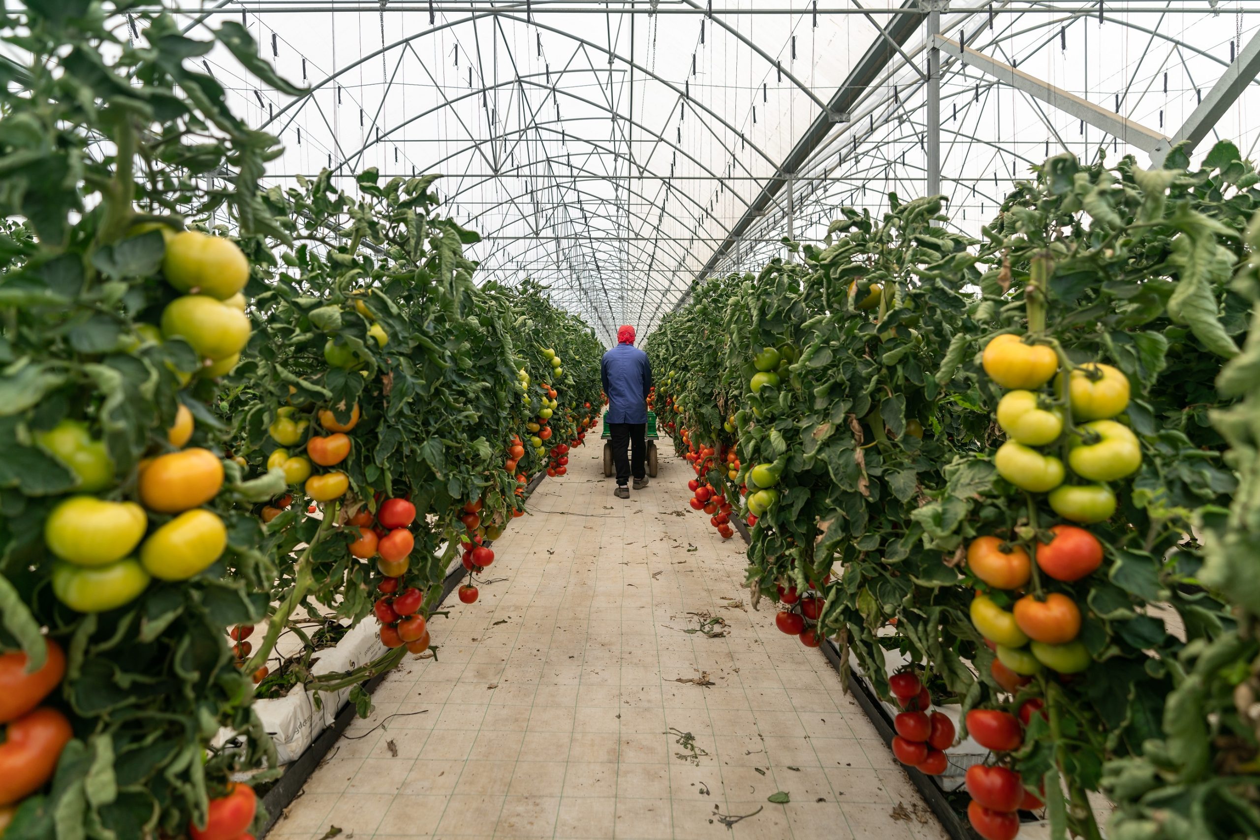 Mercadona aumenta em 49% o volume de compras a fornecedores nacionais em 2023