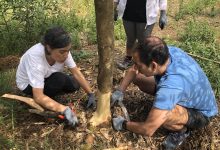 The Camarinha Project – Plantação de espécie autóctones no Pinhal de Ovar