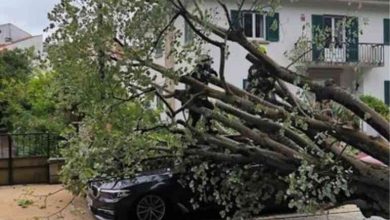Árvore cai sobre automóvel no Jardim Almeida Garrett
