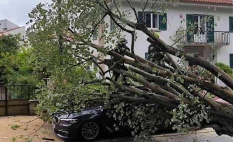 Árvore cai sobre automóvel no Jardim Almeida Garrett Árvore cai sobre automóvel no Jardim Almeida Garrett