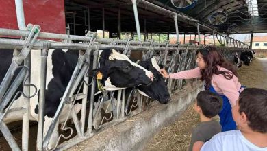 Válega: Qualileite mostra o que está para lá das prateleiras dos supermercados