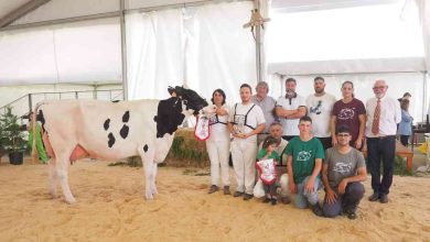 Válega domina concurso da raça Holstein Frísia