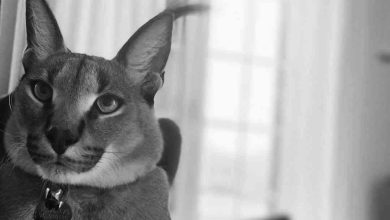 Morreu Bores, o lince da Madeira