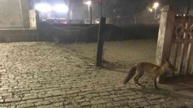 Raposa desorientada procura abrigo no centro de Albergaria-Velha