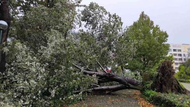 Mau tempo derrubou árvore no Jardim do Caster no centro de Ovar