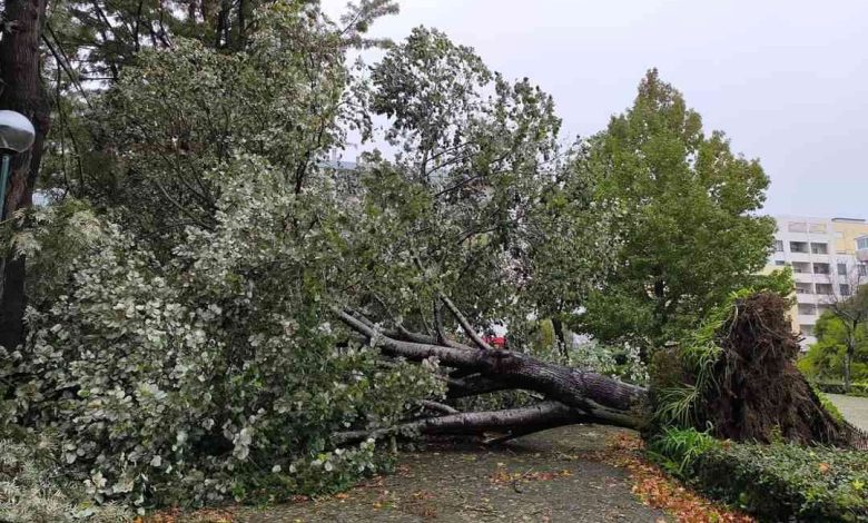 Mau tempo derrubou árvore no Jardim do Caster no centro de Ovar Mau tempo derrubou árvore no Jardim do Caster no centro de Ovar