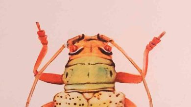 Ilustradora expõe insetos ameaçados na Bienal de São João da Madeira