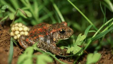BioRia apresenta Guia de Campo de Anfíbios e Répteis