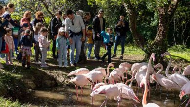 Europarque: Campeonato Mundial de Ornitologia recebe mais de 40 países e 20 mil aves